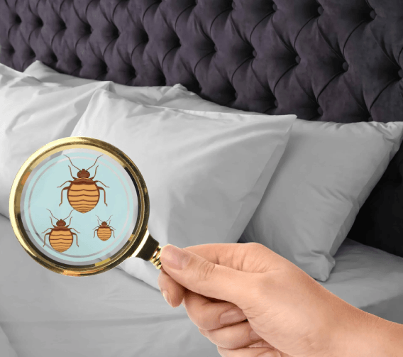 pest control bedbugs