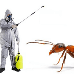 Ant pest control in dubai