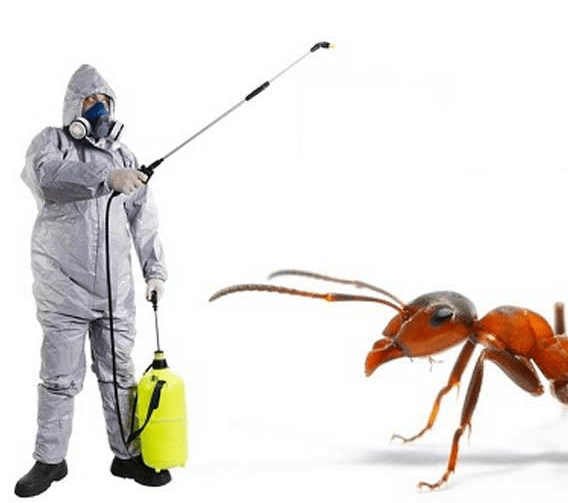 Ant pest control in dubai